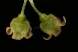 Ribes rubrum 'Rovada' RCP4-2015 236.JPG